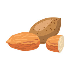 Nuts of almond vector illustration. Almond, hazelnut, pistachio, cashew, sunflower seeds, peanut, walnut isolated on white