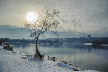 Winter sun in the branches of a snow-covered tree against the backdrop of a winter river