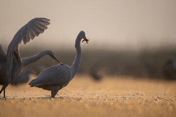 Great egret with fish 