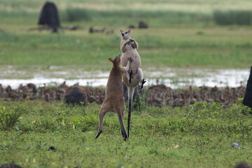 Agile wallabies (Macropus agilis) fighting near the wetlands of Kakadu, late afternoon, Northern Territory, Australia.