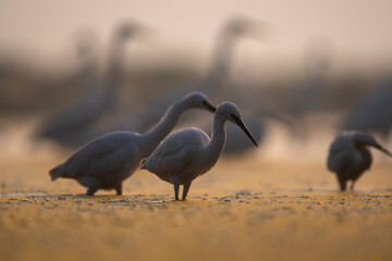 Flock of Little Egret fishing in Sunrise 