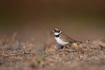 Little Ringed Plover