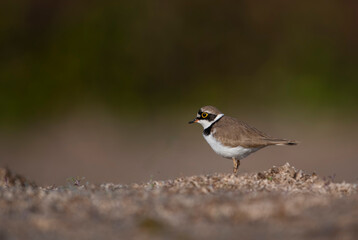 Little Ringed Plove r