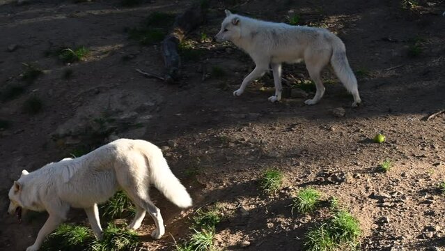 Two polar wolves walk on dirt in the forest of a zoological park, arctic mammal