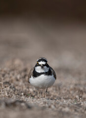 Little Ringed Plover 