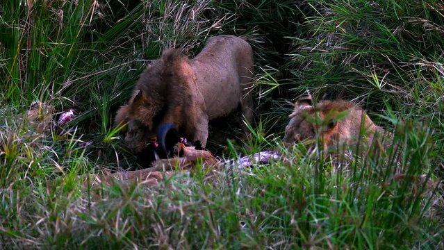 pride of lions in tall grass devouring a large buffalo.  Horns are visible as the lions rip the flesh from the buffalo