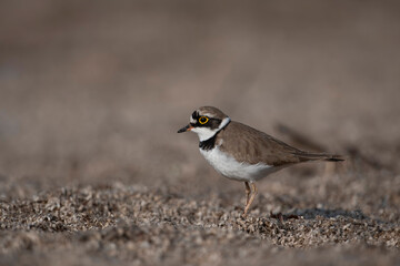 Little ring Plover in fields