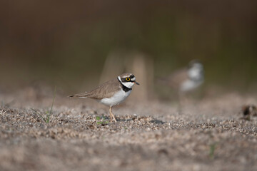 Little Ringed Plover in Daylight