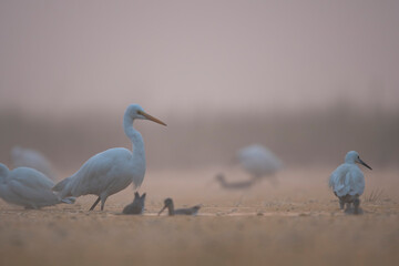 heron in misty morning