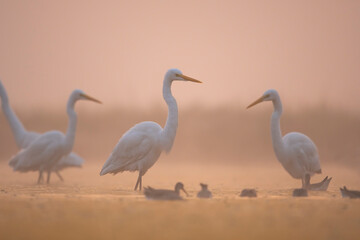 Flock of Birds in Sunrise