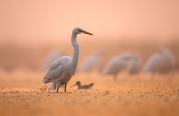 Great Egret in Sunrise 