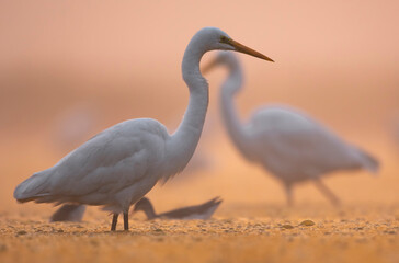Great Egrets in Morning