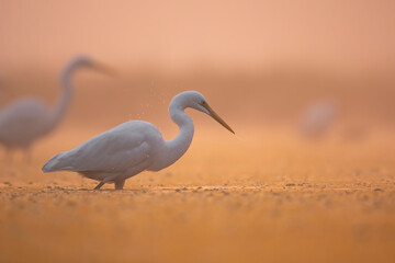 Great Egret Fishing in Morning
