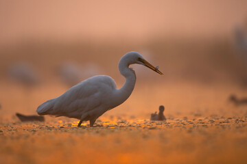 Great Egret  fishing in Sunrise 