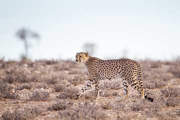 Cheetah Male walking along the riverbed in the Kgalagadi Transfrontier Park, South Africa	