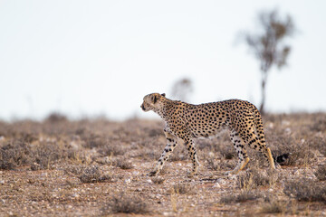 Cheetah Male walking along the riverbed in the Kgalagadi Transfrontier Park, South Africa	