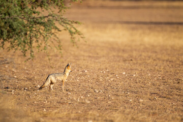 Cape Fox cubs come up from the borrow to play in the sun in the Kgalagadi, South Africa