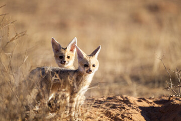 Cape Fox cubs come up from the borrow to play in the sun in the Kgalagadi, South Africa