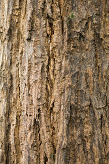 Dried Bark Teak wood texture on actual tree