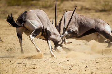 Gemsbok males fighting over a female at a waterhole in the Kgalagadi, South Africa