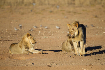 Young black-maned lions drinking and resting at a waterhole in the Kgalagadi, South Africa