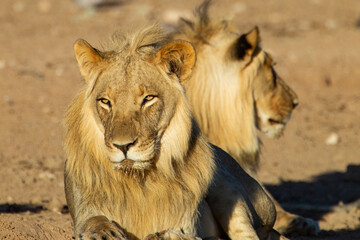 Young black-maned lions drinking and resting at a waterhole in the Kgalagadi, South Africa