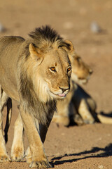 Young black-maned lions drinking and resting at a waterhole in the Kgalagadi, South Africa