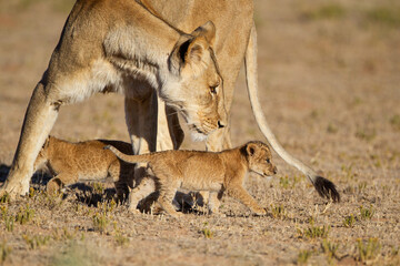Naklejka na ściany i meble Lioness struggles to keep her lion cubs under control in the Kgalagadi Park, South Africa
