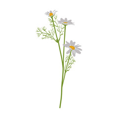 Field medicinal chamomile flower vector illustration. Meadow flower, yellow dandelion isolated on white background
