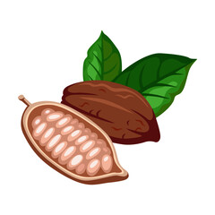 Pair of chocolate cocoa bean cartoon illustration. Cacao beans with leaves on tree, sliced into halves and chocolate isolated on white