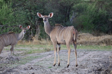 Naklejka na ściany i meble Wild herd of Kudu in Namibia savannah Africa