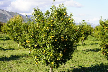 Fototapeta na wymiar Tangerine Tree Garden. Fresh Juicy Natural Mandarins Farming And Harvesting