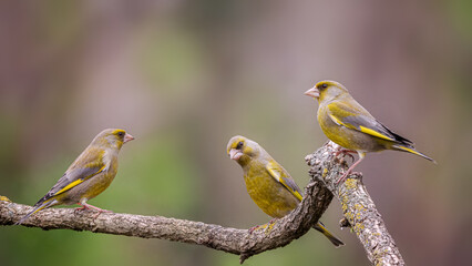 European greenfinch
