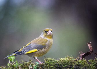 European greenfinch