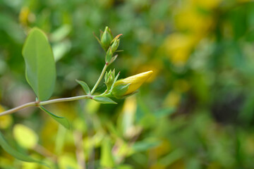 Aarons beard yellow flower bud