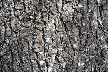 Blue atlas cedar tree bark detail