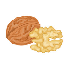Nuts of Walnut vector illustration. Almond, hazelnut, pistachio, cashew, sunflower seeds, peanut, walnut isolated on white