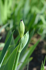 Intermediate bearded iris Broadway Baby flower bud