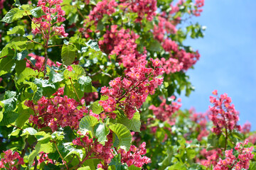 Fototapeta premium Red horse chestnut tree with flowers