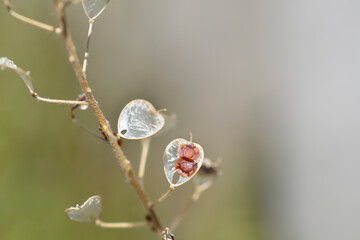 Yellow tuft seeds