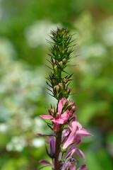 Lobelia pink flowers