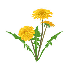 Field yellow dandelion flower vector illustration. Meadow flower, yellow dandelion isolated on white background