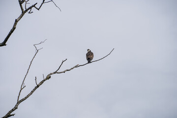 Osprey