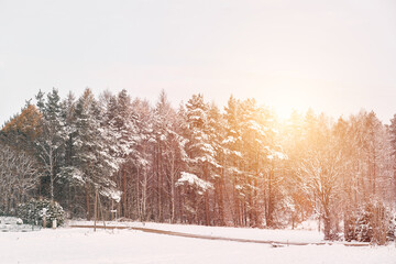 Beautiful winter panorama. The landscape of pine trees is covered with a fresh snow. Pine trees covered with snow on frosty evening.