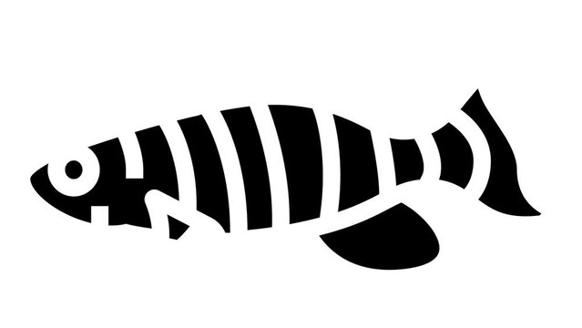 killifish aquarium fish glyph icon animation