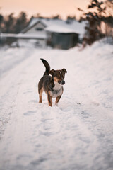Medium-sized stray dog standing on the snowy road. A happy dog in the forest looks into the camera