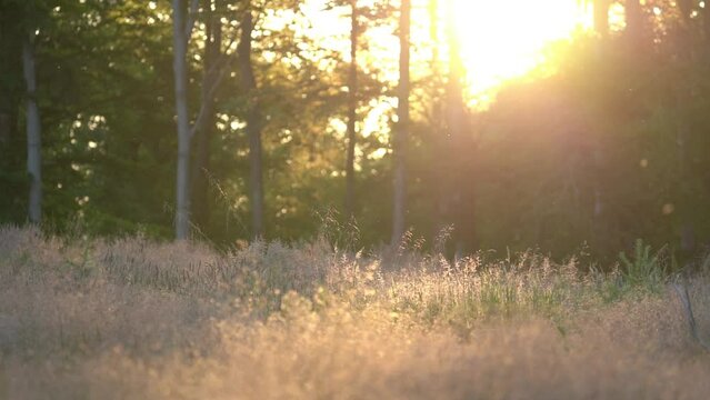 Beautiful Summer Sunset In Clearing Surrounded By A Forest  - Zoom In