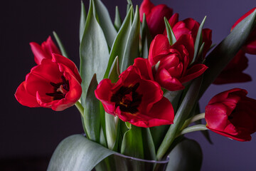 colorful tulips background
