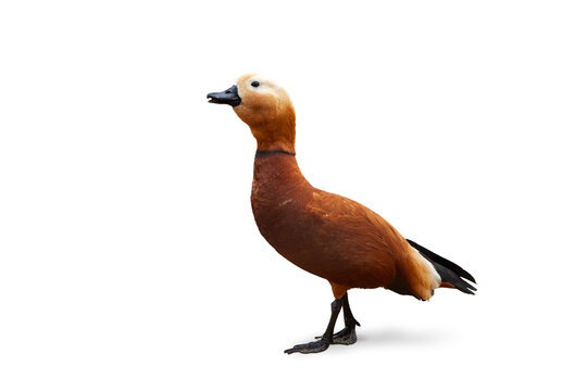 Side view image of ruddy shelduck bird isolated over white background