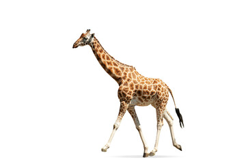 Beautiful giraffe isolated over white background. Side view image. Concept of wildlife protection